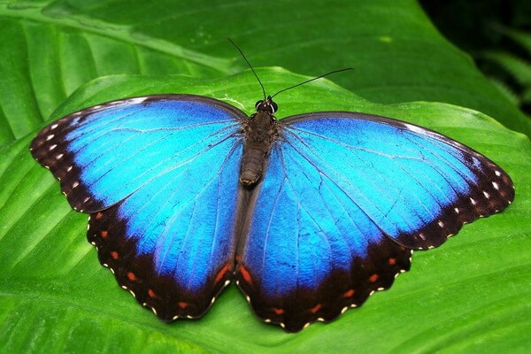 Самые редкие бабочки с фото и описанием - Морфо менелай