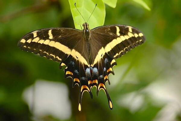 Самые редкие бабочки с фото и описанием - Парусник Шауса