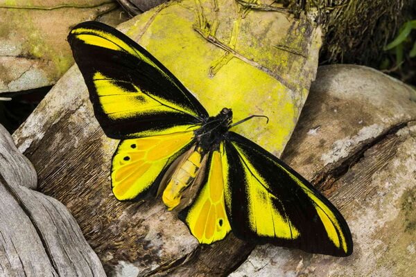 Самые редкие бабочки с фото и описанием - Орнитопера химера