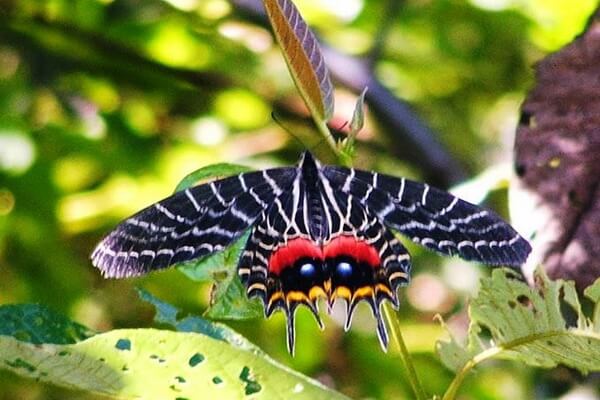 Самые редкие бабочки с фото и описанием - Бабочка «Слава Бутана»