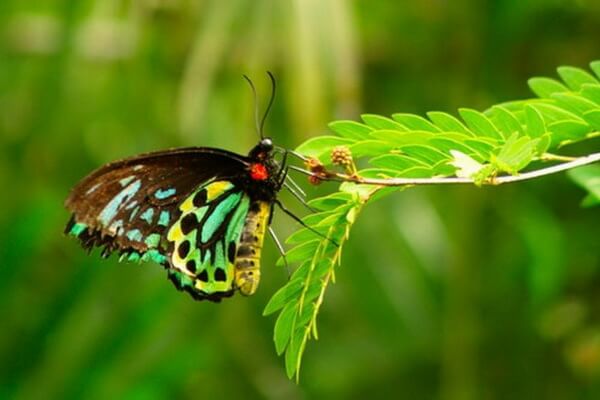 Самые редкие бабочки с фото и описанием - Орнитопера или птицекрылка королевы Александры