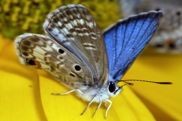 Самые редкие бабочки с фото и описанием - Блю Майами