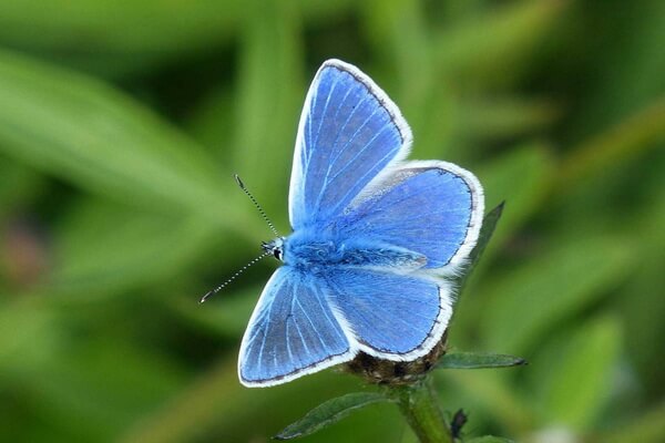 Самые редкие бабочки с фото и описанием - Голубая бабочка Палос-Вердес