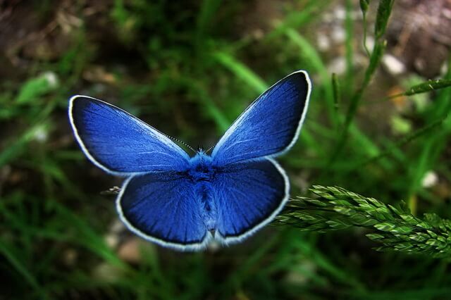 Самые редкие бабочки в мире - фото, названия, описание