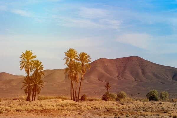 Флора и фауна пустыни Сахара