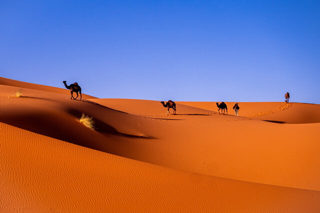 Пустыня Сахара - интересные факты