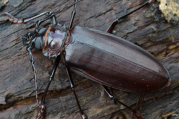 Большие летающие насекомые с фото и описанием - Дровосек-титан
