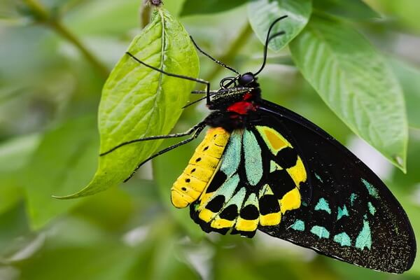 Самые большие летающие насекомые с фото и описанием - Птицекрылка королевы Александры