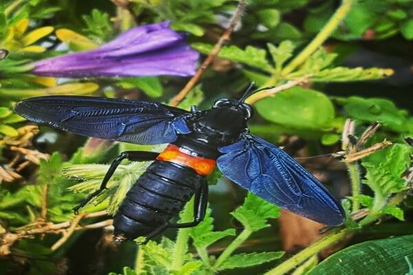 Большие летающие насекомые с фото и описанием - Мидаиды