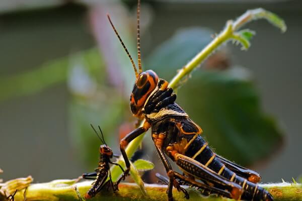 Самые большие летающие насекомые с фото и описанием - Гигантский кузнечик