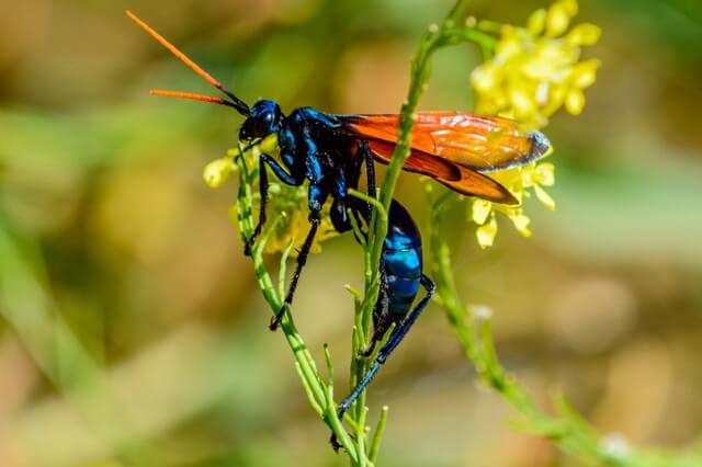 Самые большие летающие насекомые - фото, названия, описание