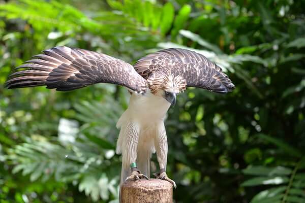 Филиппинский орёл – самый большой орёл из всех существующих в мире