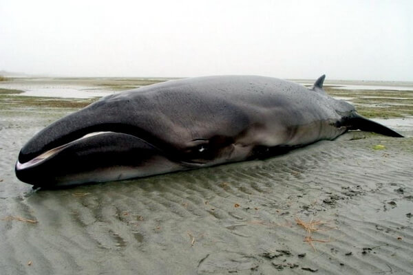 Самые древние животные на Земле с фото и описанием - Карликовый гладкий кит
