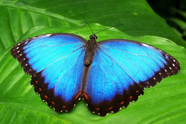 Самые красивые бабочки в мире с фото и описанием - Морфо менелай