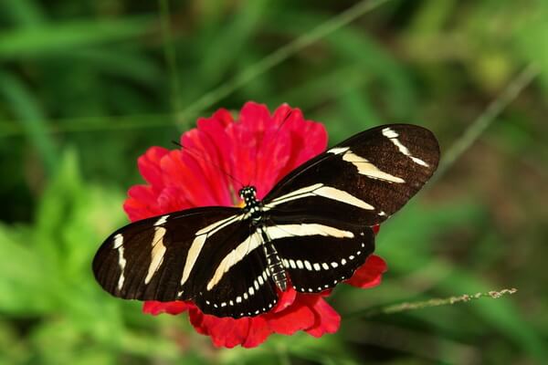 Самые красивые бабочки в мире с фото и описанием - Геликонида харитония или бабочка-зебра