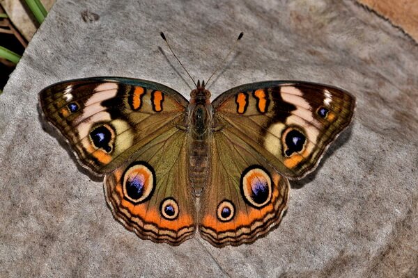 Самые красивые бабочки в мире с фото и описанием - Бабочка Junonia almana