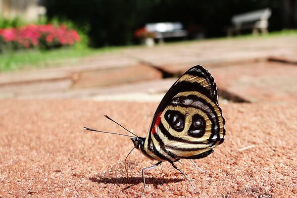Самые красивые бабочки в мире с фото и описанием - Бабочка Diaethria anna («88-летняя Анна»)
