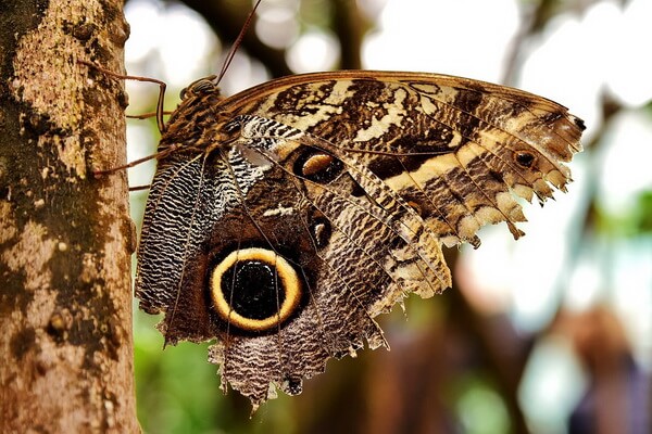 Самые красивые бабочки в мире с фото и описанием - Калиго