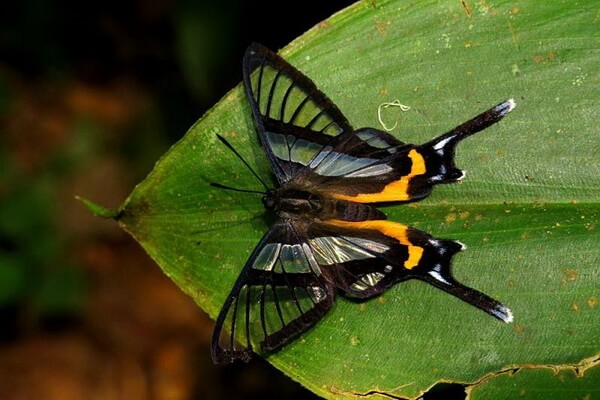 Самые красивые бабочки в мире с фото и описанием - Chorinea sylphina или бабочка-ангел 
