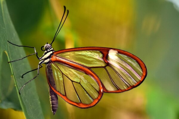 Самые красивые бабочки в мире с фото и описанием - Грета Ото или стеклянная бабочка