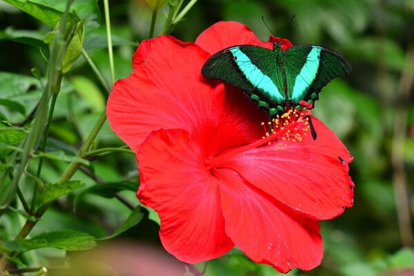 Самые красивые бабочки в мире с фото и описанием - Изумрудный махаон