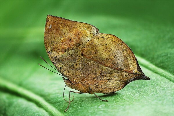 Самые красивые бабочки в мире с фото и описанием - Бабочка Калима Инаха или «Мёртвый лист»