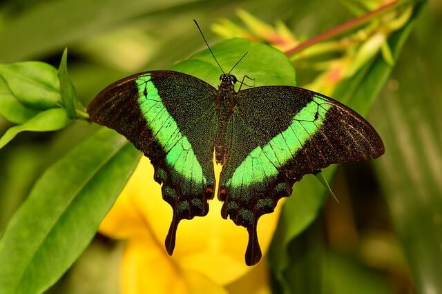 Самые красивые бабочки в мире - фото, названия, описание