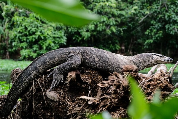 Самые большие ящерицы в мире с фото и описанием - Варан Сальвадори или артеллия