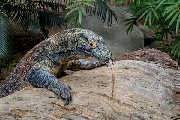 Самые большие ящерицы в мире с фото и описанием - Комодский варан или комодский дракон