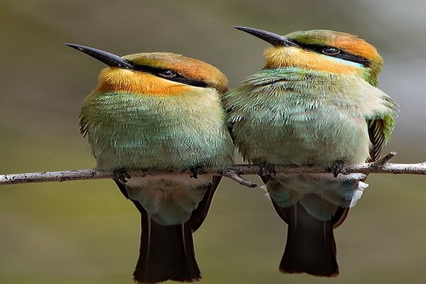 Самые маленькие птицы в мире с фото и описанием - Радужные птицы Австралии