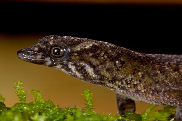 Самые маленькие ящерицы с фото и описанием - Карликовый/кругопалый геккон Виргинских островов (Sphaerodactulus partehnopion)
