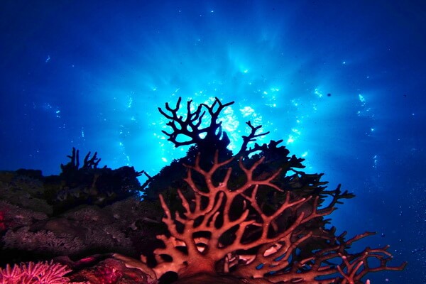 Самые опасные морские животные с фото и описанием - Жгучие кораллы (миллепоры)