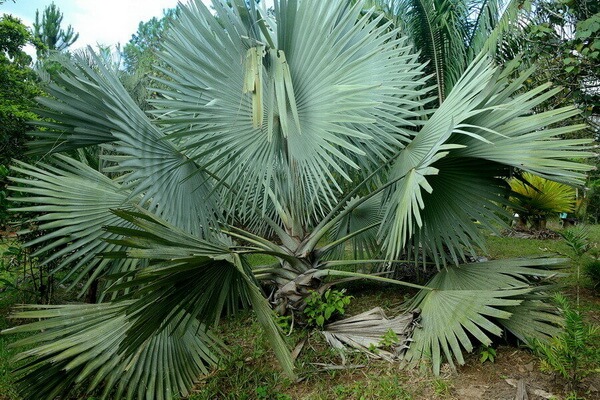 Редкие виды деревьев с фото и описанием - Пальма тахина