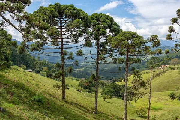 Редкие виды деревьев с фото и описанием - Араукария бразильская или узколистная