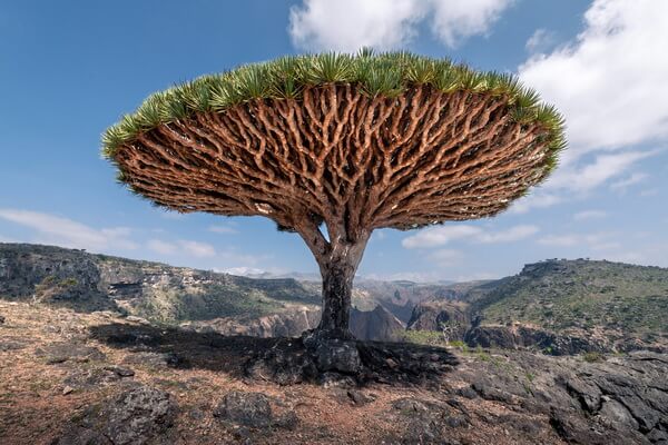 Самые редкие деревья в мире с фото и описанием - Драцена киноварно-красная или Драконово дерево