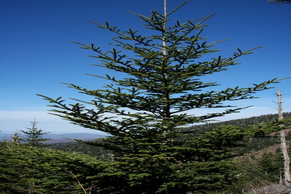 Редкие виды деревьев с фото и описанием - Пихта Фрейзера