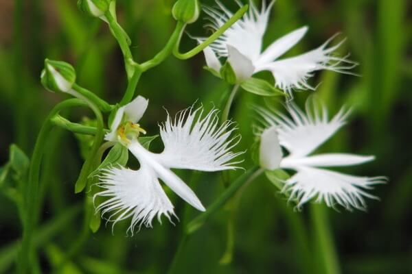Самые странные цветы с фото и описанием - Поводник лучистый или орхидея «Белая цапля»