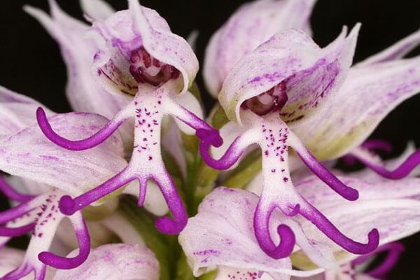 Самые странные цветы с фото и описанием - Ятрышник итальянский или орхидея «Голый мужчина»