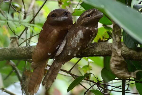 Самые странные птицы с фото и описанием - Цейлонский лягушкорот