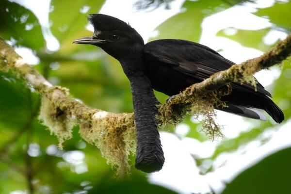 Самые странные птицы с фото и описанием - Эквадорская зонтичная птица или эквадорский головач