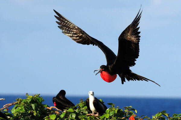 Самые странные птицы с фото и описанием - Великолепный фрегат