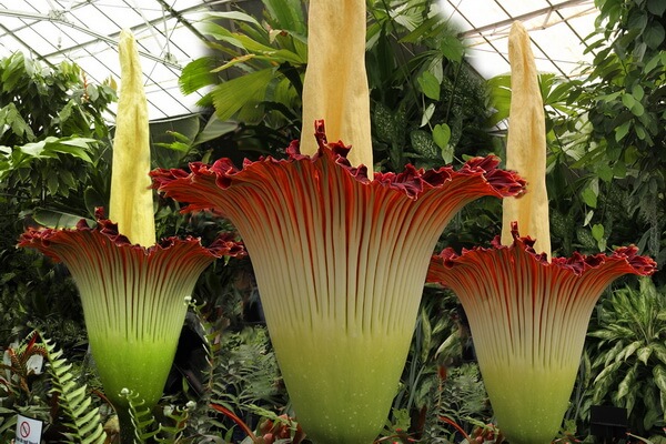Самые странные растения с фото и названиями - Аморфофаллус титанический или «Трупный цветок»