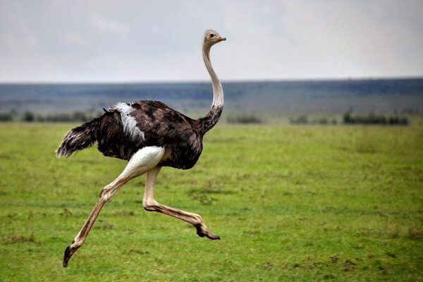 Самые тяжёлые птицы в мире с фото и описанием - Африканский страус