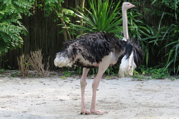 Самые тяжёлые птицы в мире с фото и описанием - Сомалийский страус