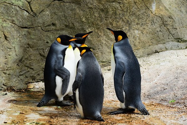 Самые тяжёлые птицы в мире с фото и описанием - Королевский пингвин