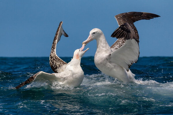 Самые тяжёлые птицы в мире с фото и описанием - Странствующий альбатрос