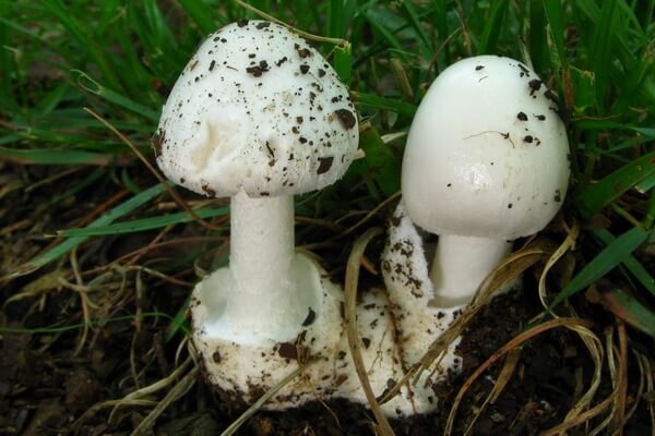Самые ядовитые грибы с фото и описанием - Ангелы-разрушители (Amanita bisporigera)