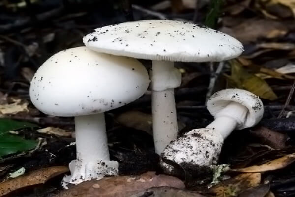 Самые ядовитые грибы с фото и описанием - Мухомор весенний или весенняя поганка (Amanita verna)