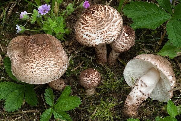 Самые ядовитые грибы с фото и описанием - Лепиота коричнево-красная (Lepiota brunneoincarnata)
