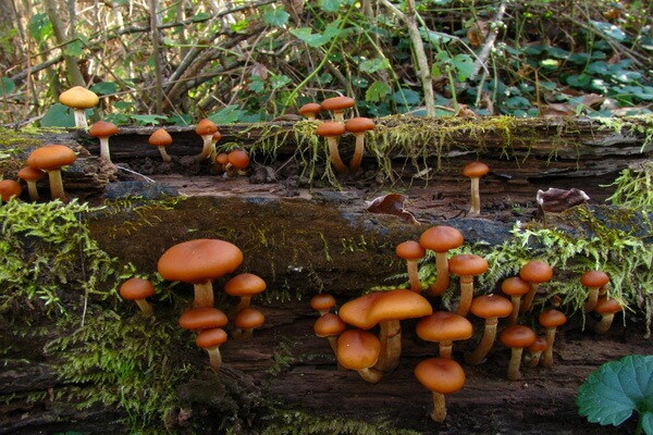 Самые ядовитые грибы с фото и описанием - Галерина окаймлённая (Galerina marginata)